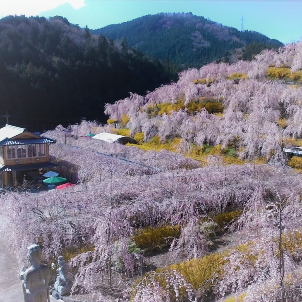 【2023年最新版】徳島のお花見スポット＆桜の名所33選まとめ