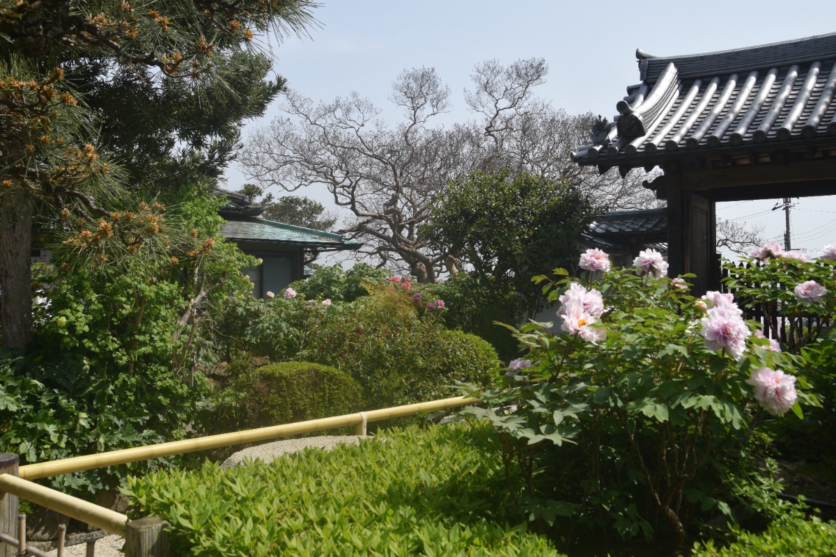 見頃は4月21日くらい!奈良県葛城市にある「石光寺」で「春牡丹」の開花が始まる