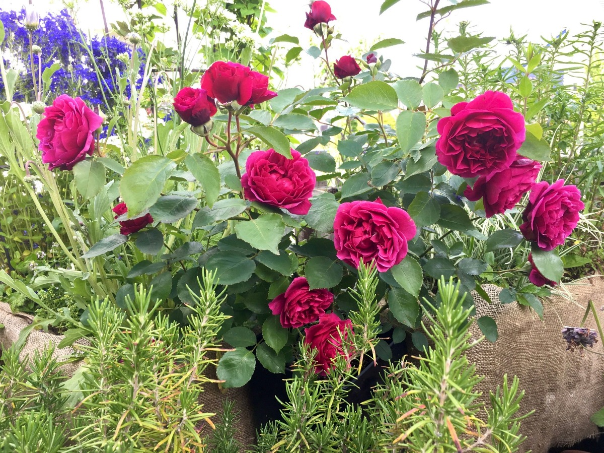 ハーバルライフ｜初夏から盛夏に向かって、庭を彩るハーブの花々