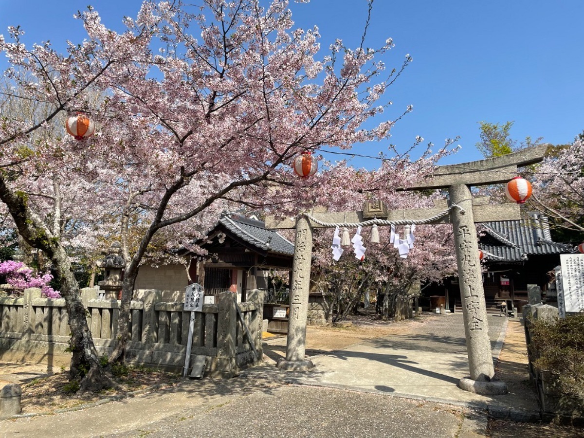 【2026年最新版】徳島のお花見スポット・桜の名所34選