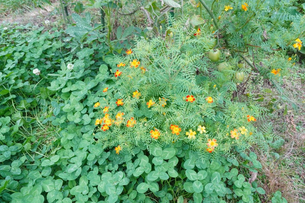  ポタジェ｜秋の菜園と、春夏野菜の振り返り