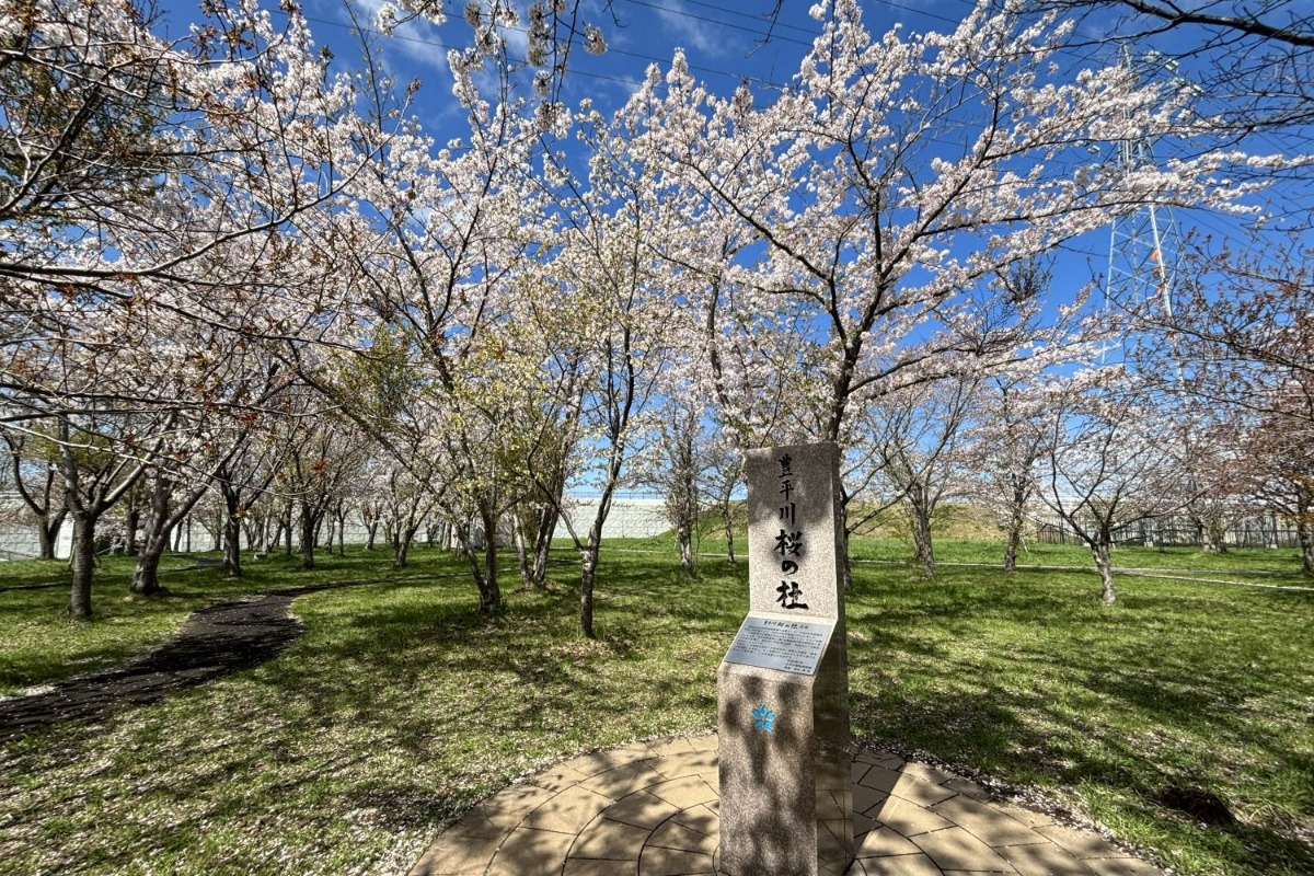 札幌で桜めぐり。北海道神宮と、白石区にある豊平川桜の杜