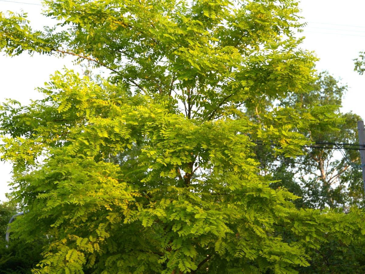 北海道の庭｜今週の花　庭の樹木～シンボルツリー・花木・紅葉
