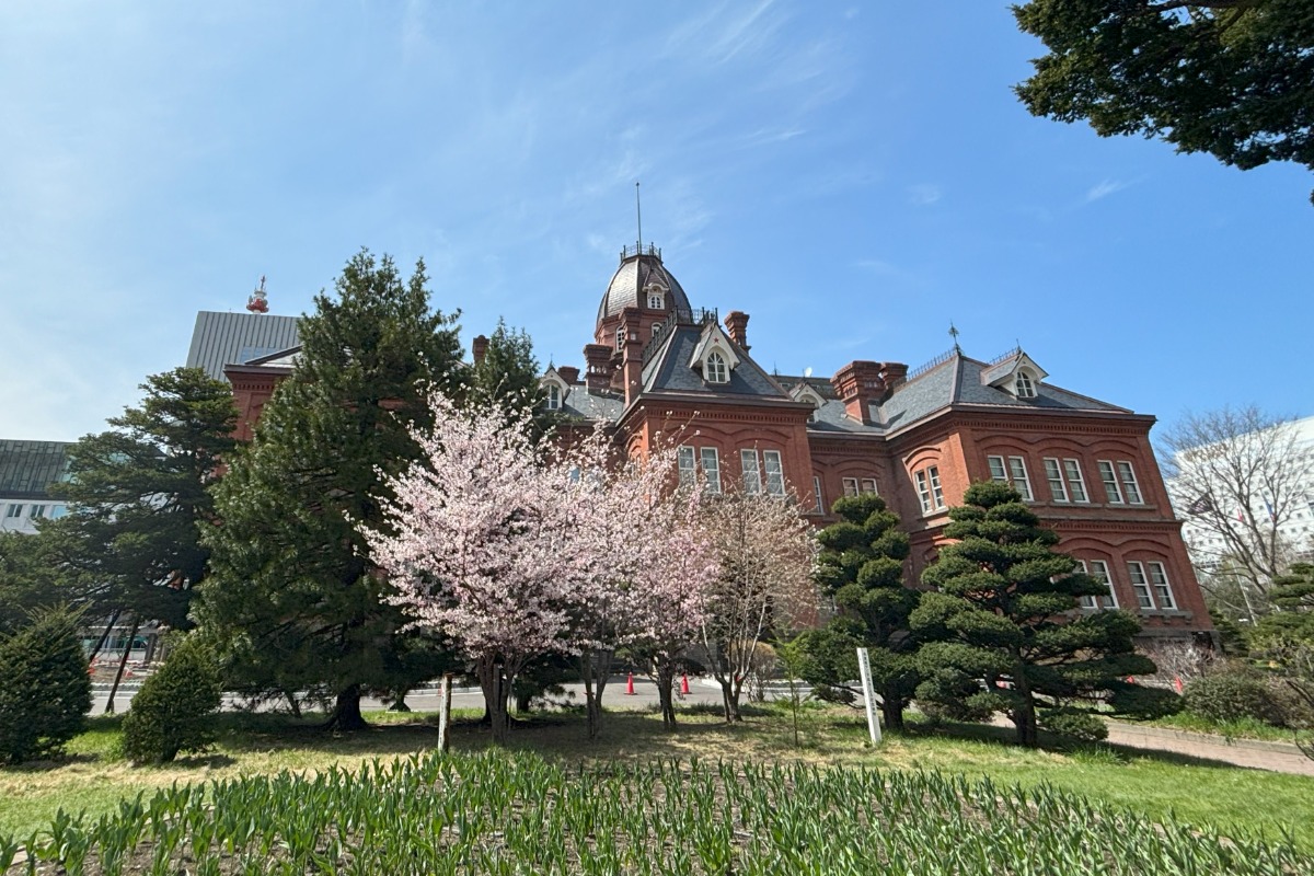 見頃の桜めぐり!札幌中心部はほぼ満開の8分咲き、4月28日情報