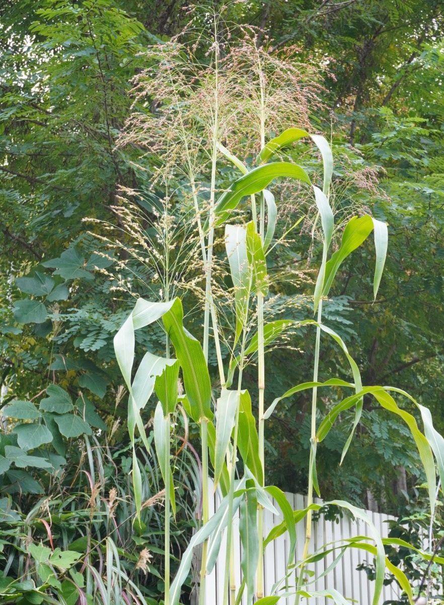  ポタジェ｜秋の菜園と、春夏野菜の振り返り