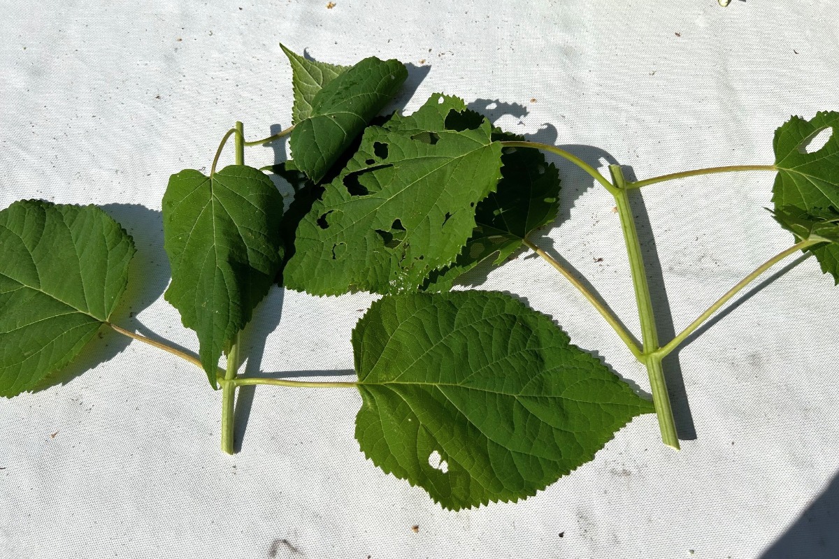 北海道の庭｜今週の花　趣があるアジサイ、華やかなアナベル