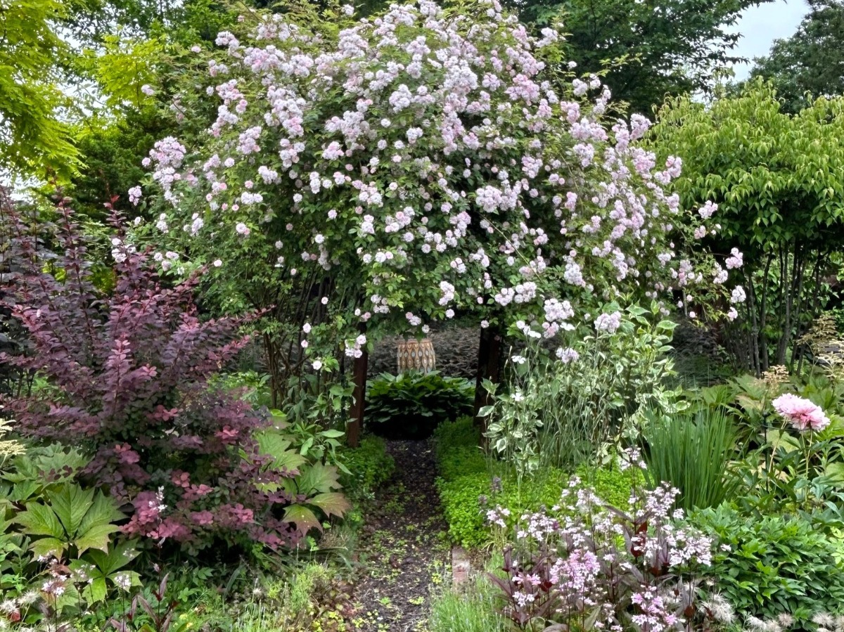 北海道の庭｜今週の花　満開のつるバラ