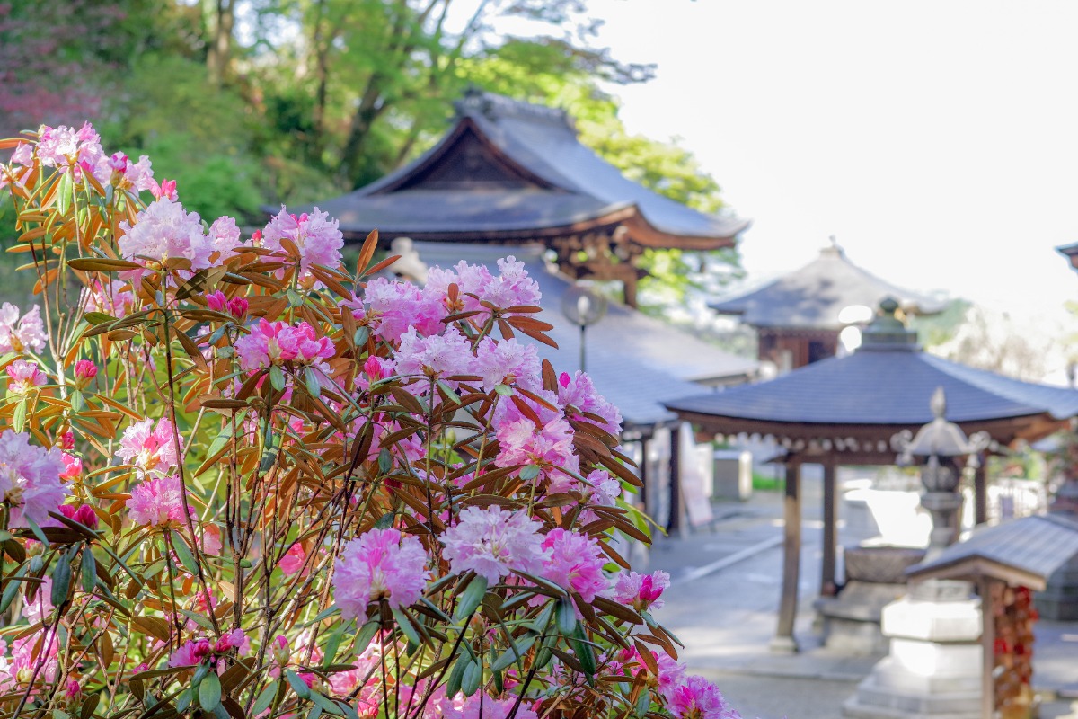 【奈良】ぼたん、しゃくなげが見頃の寺4選
