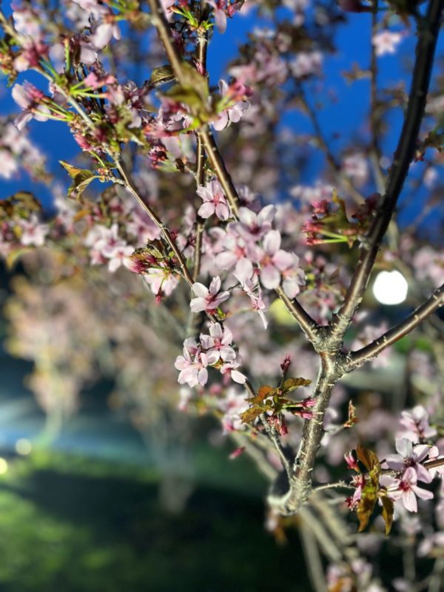 2025 北海道のお花見・桜の名所②｜札幌エリア