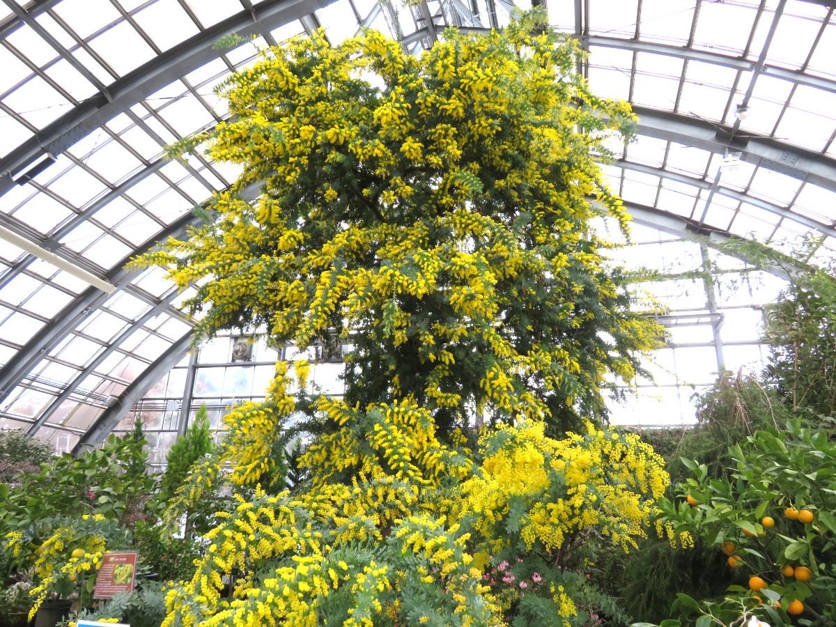 札幌・百合が原公園のひと足早い春！ミモザの花がいよいよ見ごろ