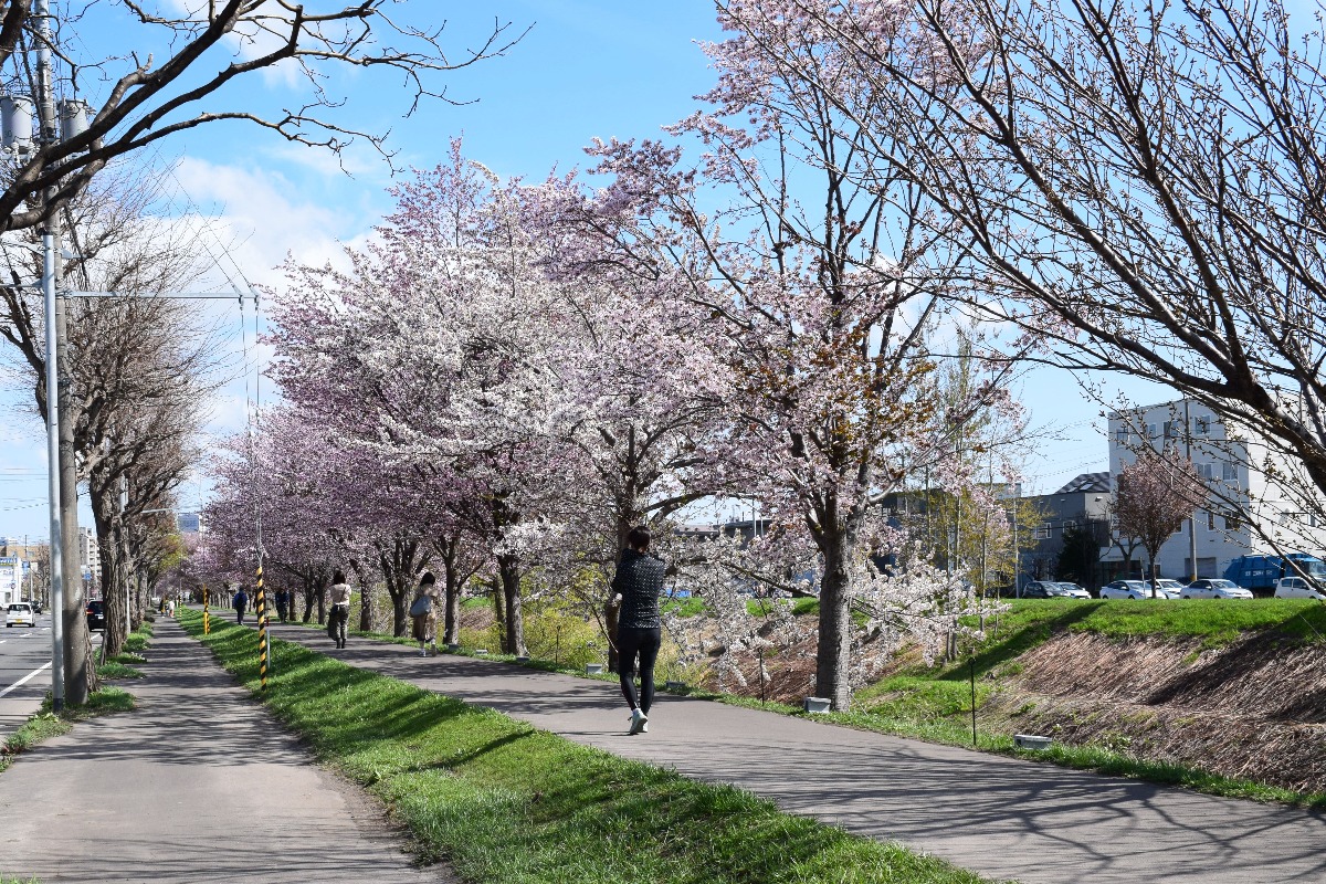 2025 北海道のお花見・桜の名所②｜札幌エリア