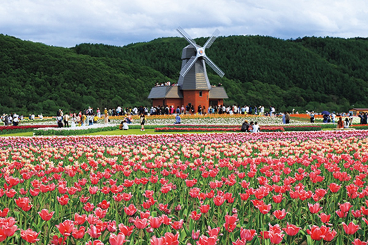 春から夏のオホーツク案内｜湧別町　湧別川流域に広がる大地と青空のもと、 チューリップが一面を染めるまち