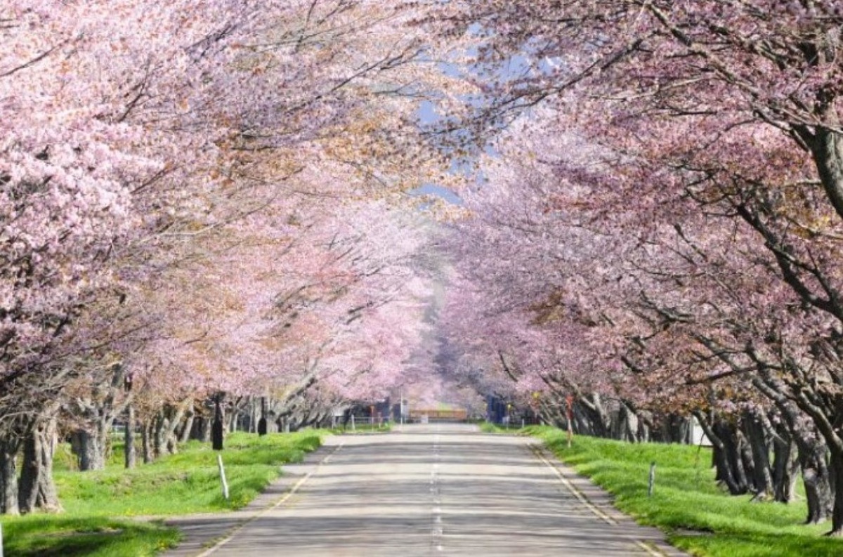 2025 北海道のお花見・桜の名所 ③｜登別・静内ほか各地