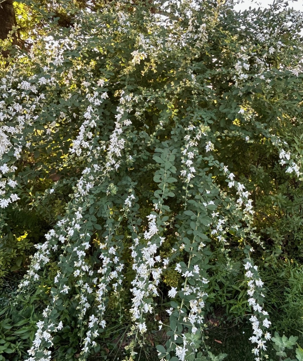 北海道の庭｜今週の花（10月2日）　センニンソウと秋の花