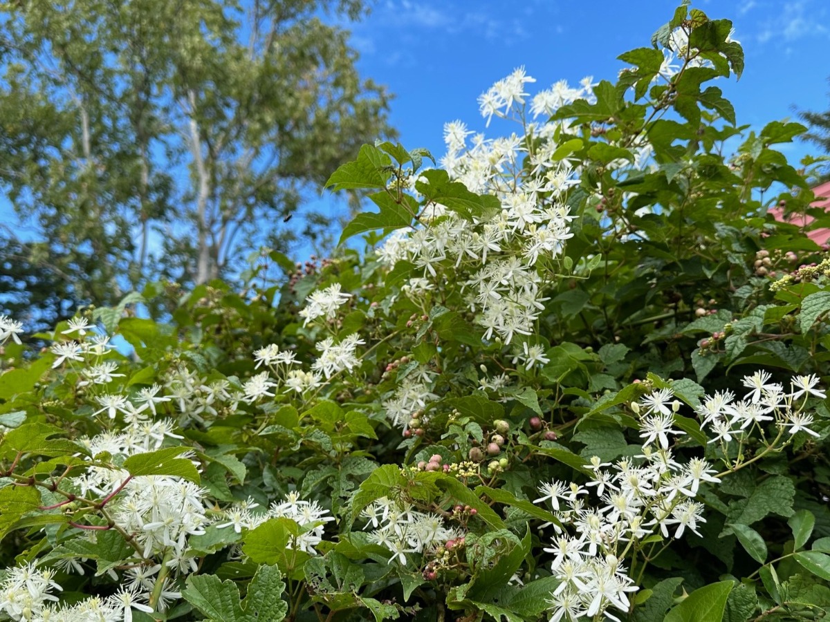 北海道の庭｜今週の花　センニンソウと秋の花