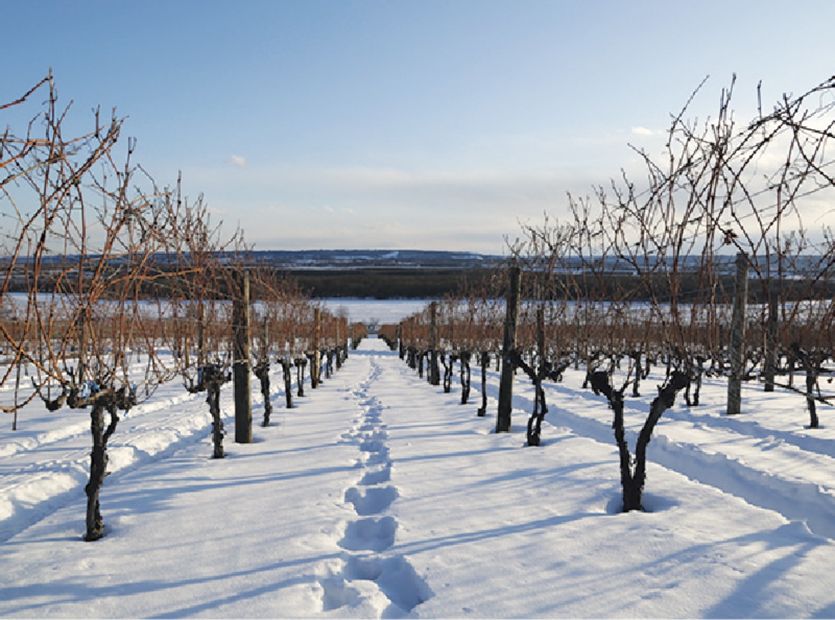 北海道移住・冬｜池田町　“十勝晴れ”の晴天が多く、 十勝ワインで知られるまち
