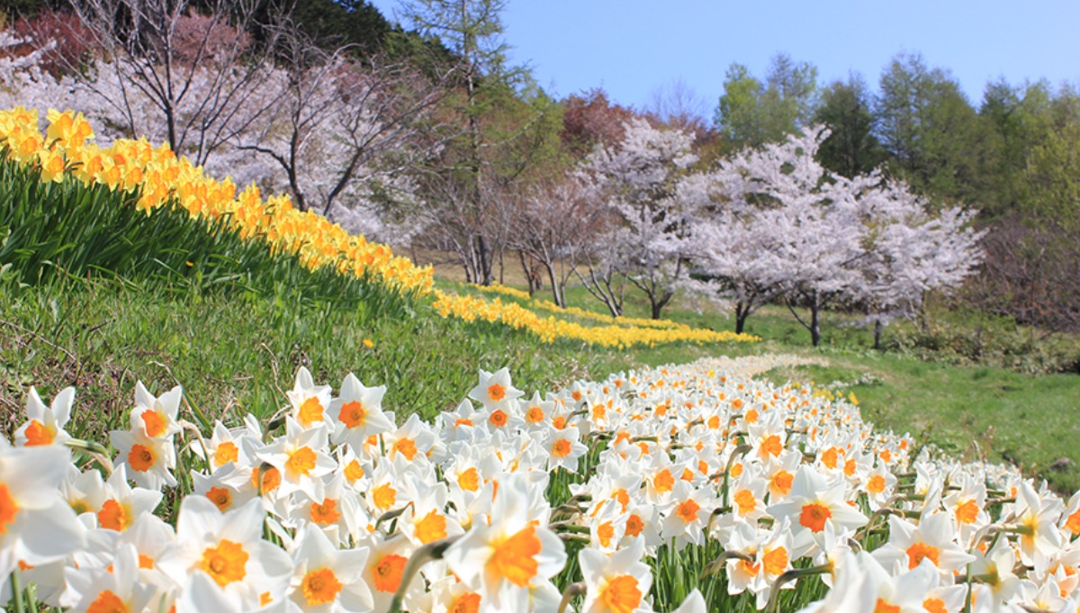 せたな町・4月26日「玉川公園 水仙まつり」開催!約30万株が咲く