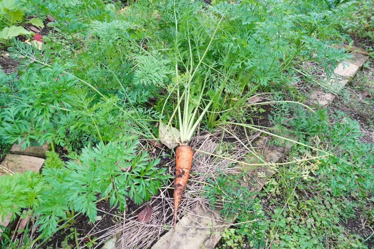  ポタジェ｜秋の菜園と、春夏野菜の振り返り