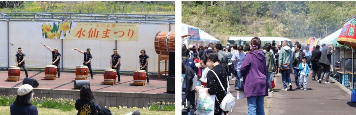 せたな町・4月26日「玉川公園 水仙まつり」開催!約30万株が咲く