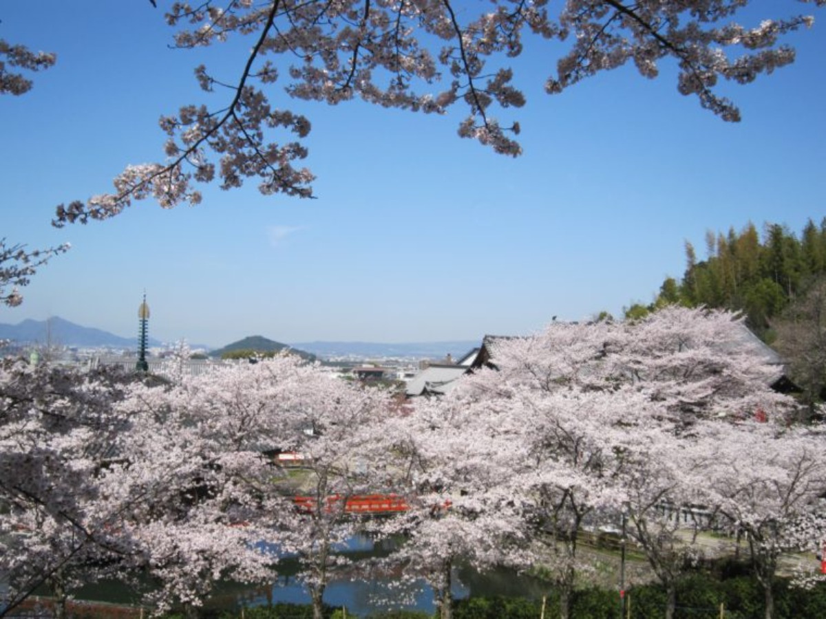 奈良の桜名所・見どころガイド2023（中部エリア編）