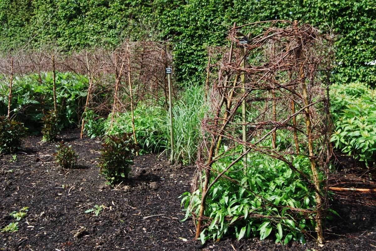 北海道 宿根草の育て方｜5月　きれいな庭を維持するための作業