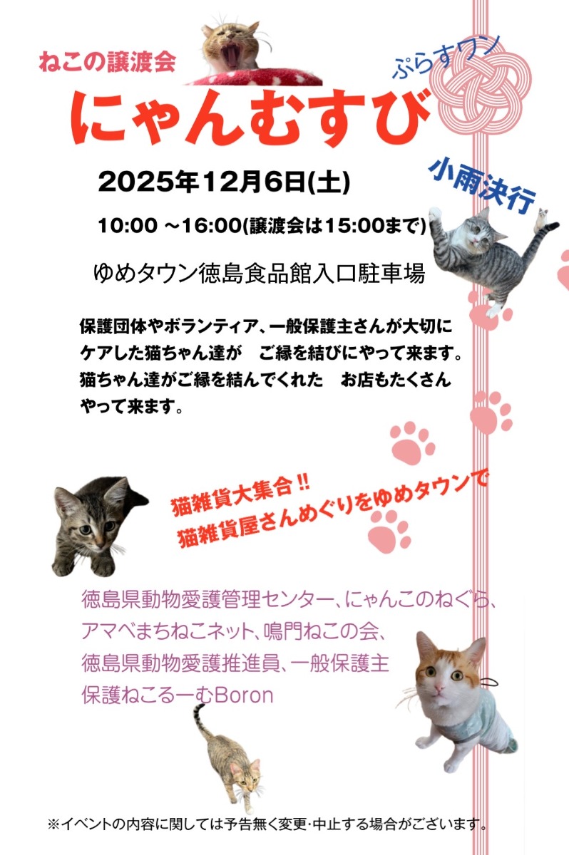 【徳島イベント情報2025】12/6｜にゃんむすび