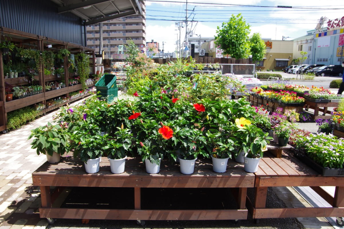 【2020.3月オープン/徳島市】暑いときも見ているだけで涼やかに…。グリーンのある生活を提案してくれるショップ＆カフェ「Decor GREEN（デコールグリーン）／ earth cafe（アースカフェ）」