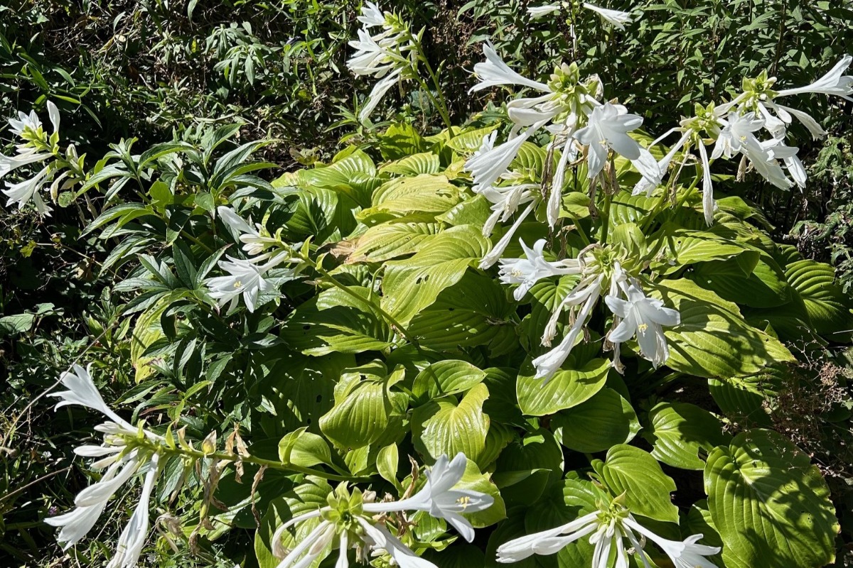 北海道の庭｜今週の花　センニンソウと秋の花