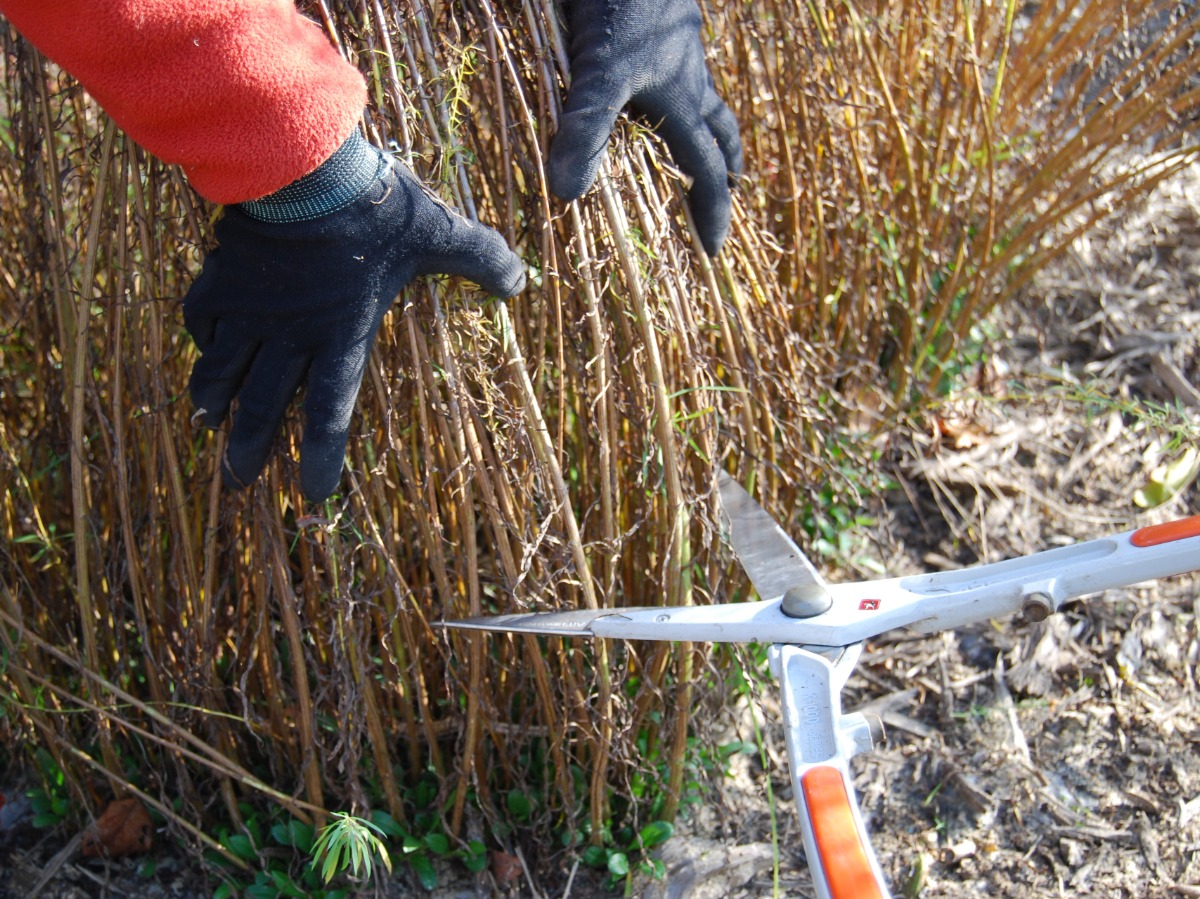 北海道 宿根草の育て方｜11月　積雪前に行なう刈り込み 理由と方法