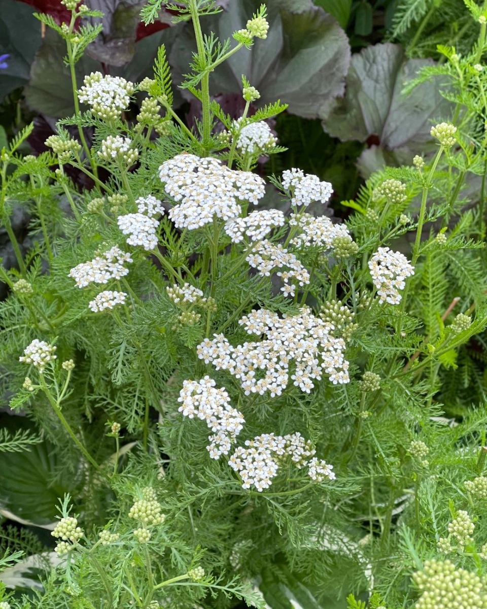 ハーバルライフ｜初夏から盛夏に向かって、庭を彩るハーブの花々