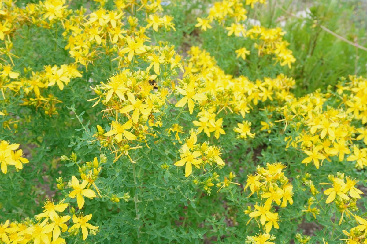 ポタジェ|菜園のデザイン!ハーブの開花と野菜が育つ7月の様子