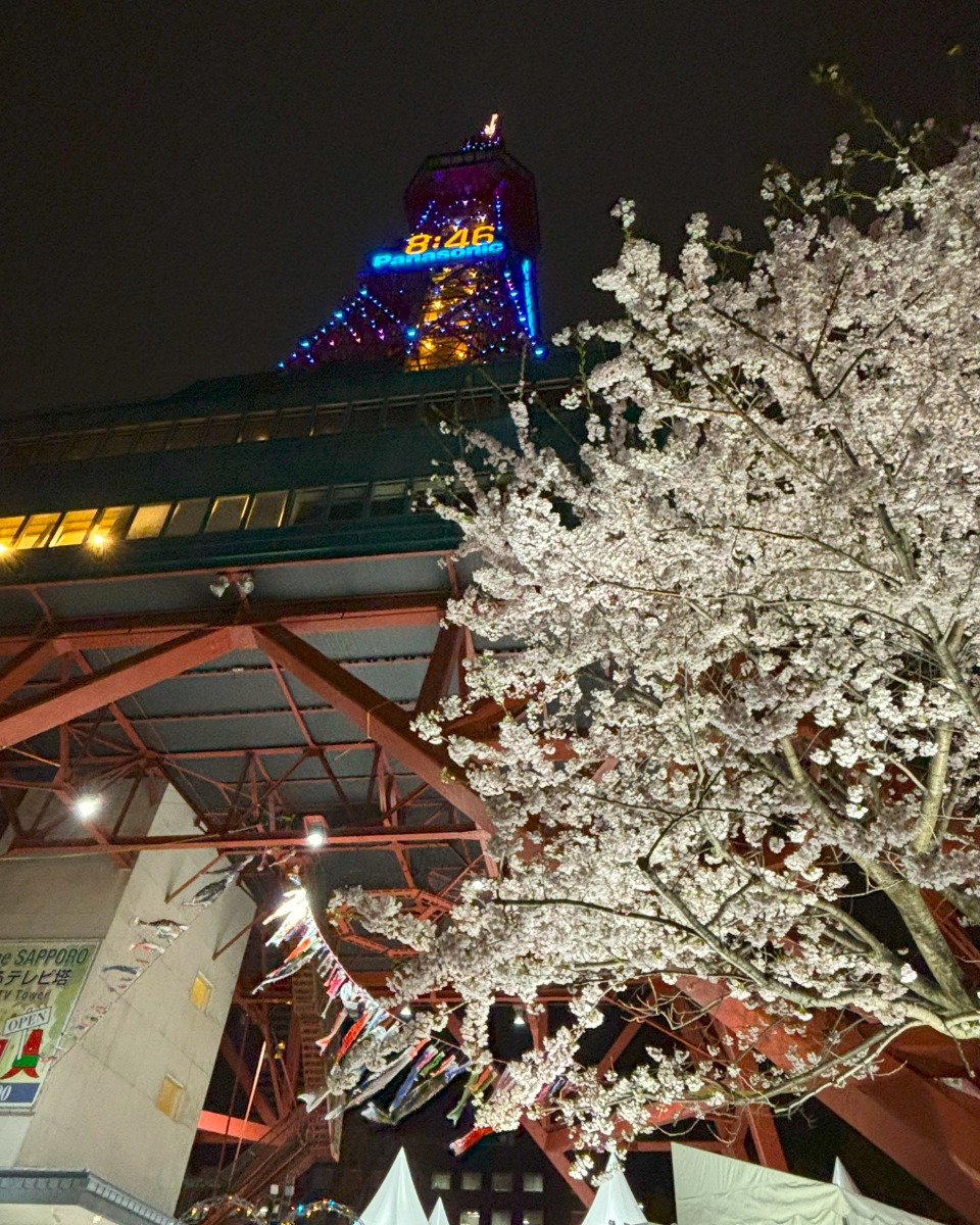 見頃の桜めぐり!札幌中心部はほぼ満開の8分咲き、4月28日情報