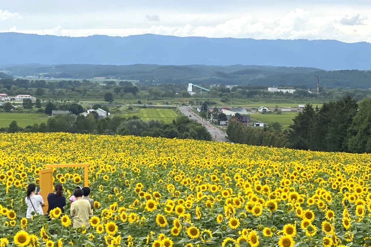 北海道のひまわり畑 2024　おすすめ絶景スポット！