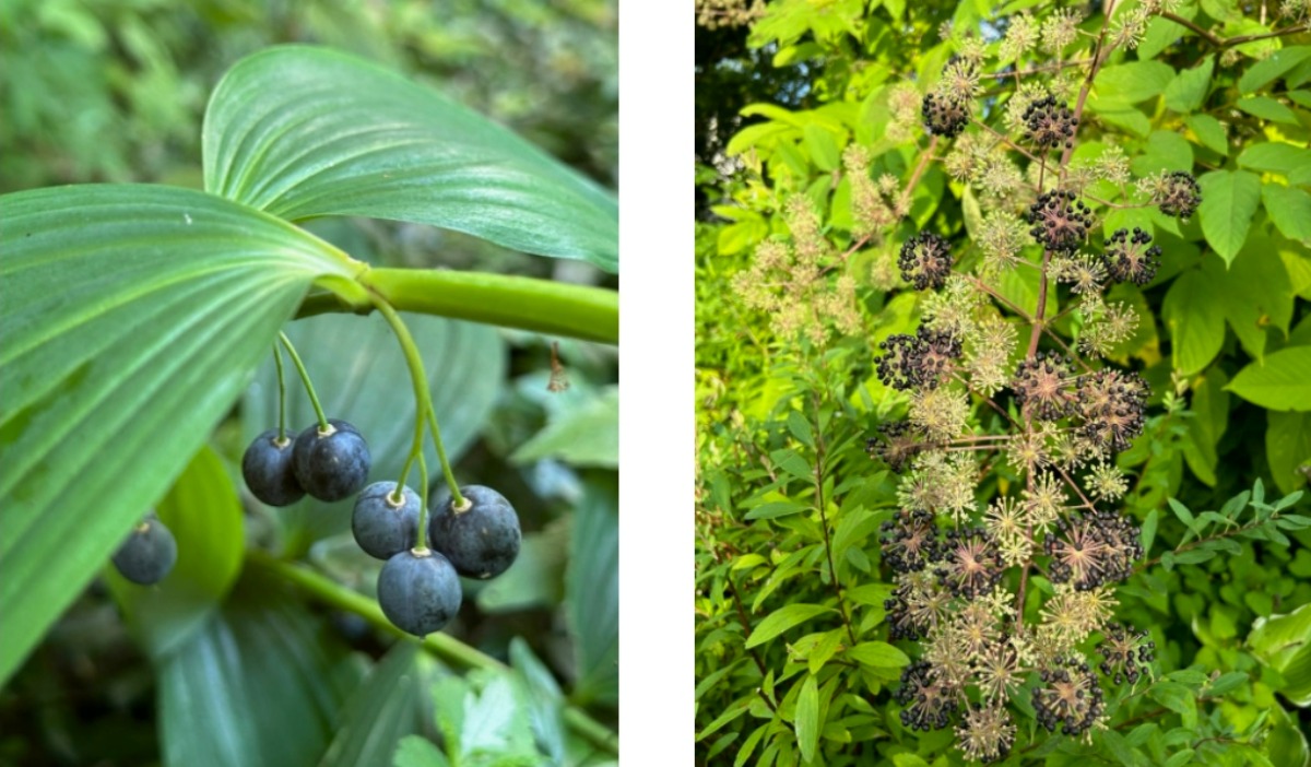 北海道の庭｜今週の花　夏の終わりの‟実もの”たち