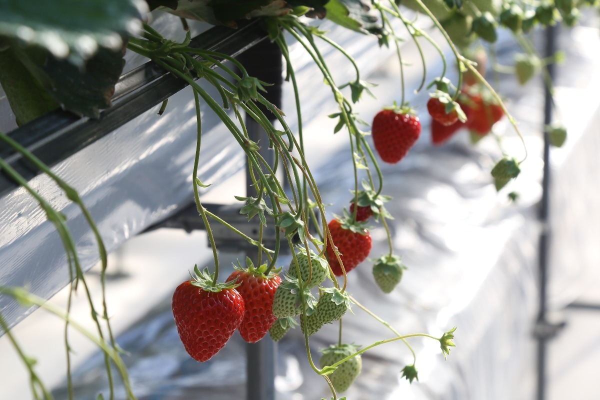 【2026最新版】徳島いちご狩りスポット・おすすめ12選！家族のおでかけ＆レジャーにぴったり