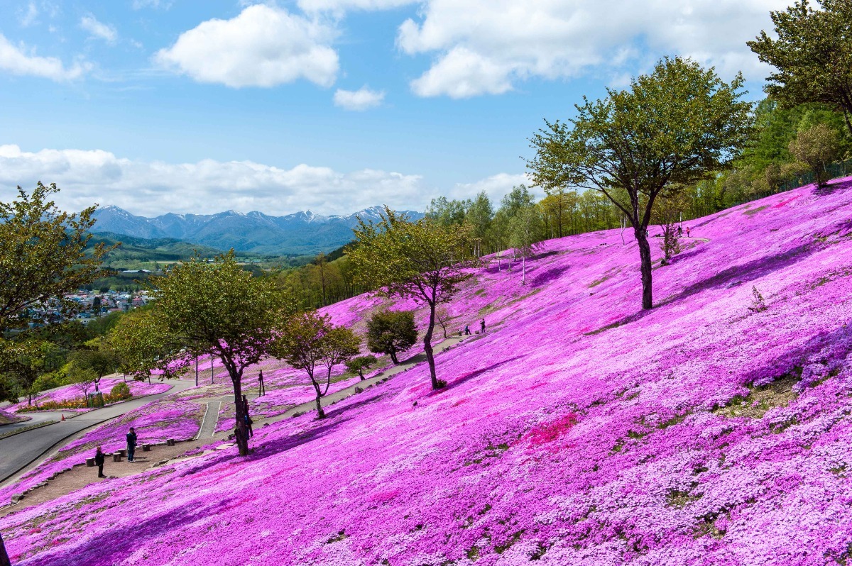 募集｜開花日予想！滝上町の「2025芝ざくら開花クイズ」に挑戦