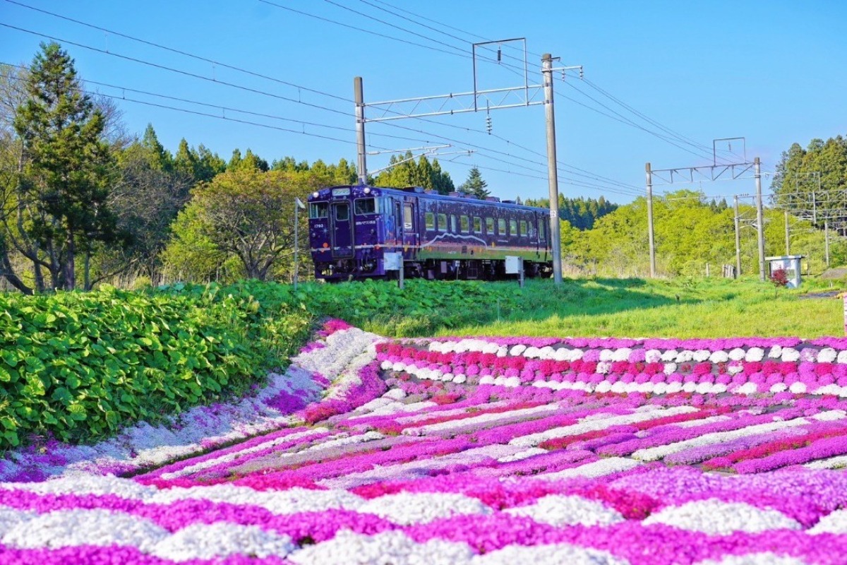 道南の隠れ花名所「村上芝桜園」が5月11日まで一般公開中!