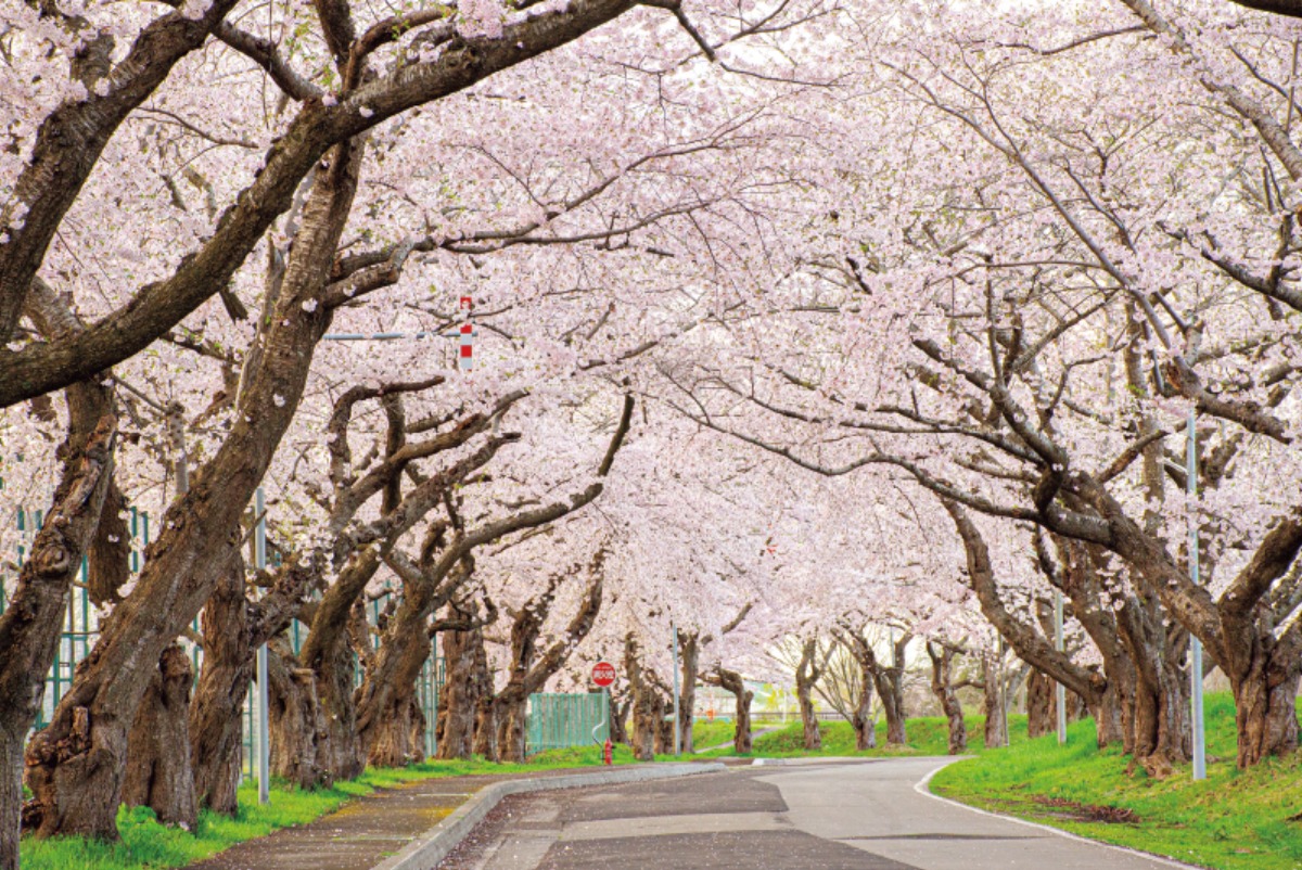 道南・東北をめぐる｜北斗市　北海道新幹線の拠点。夜桜の楽しみも