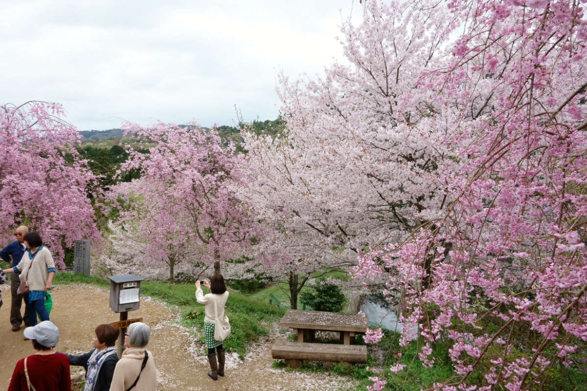 【2022年版】奈良の桜情報＆開花予想