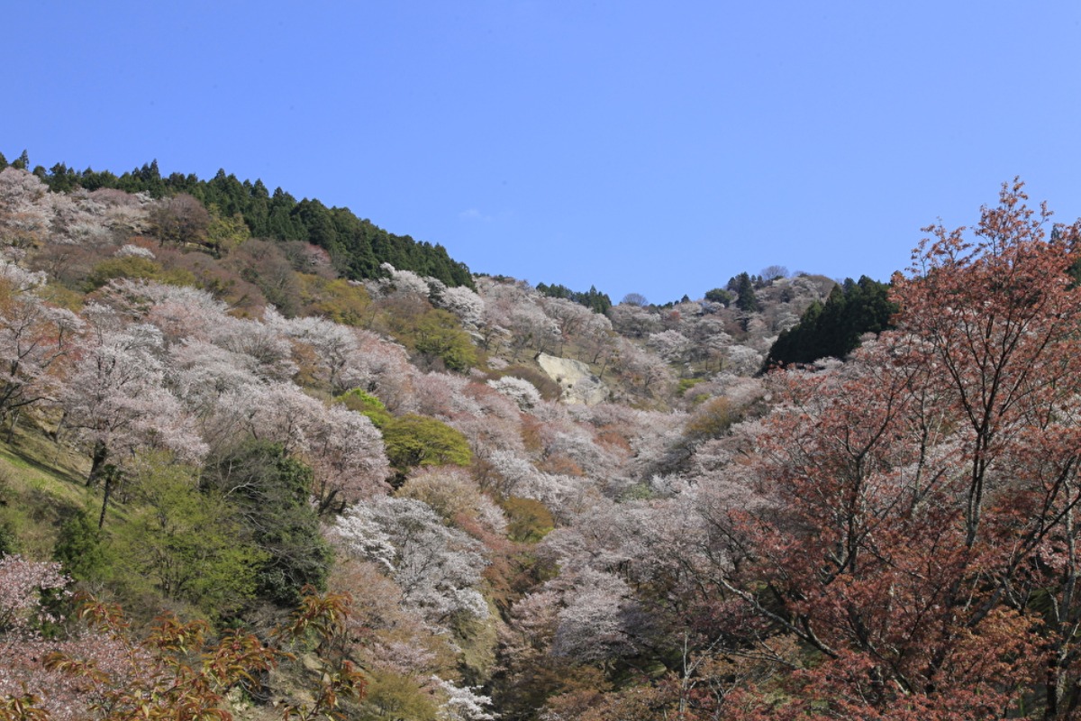 日本有数の桜名所！山全体を覆う約3万本の桜【奈良の桜2023｜吉野山｜吉野町】