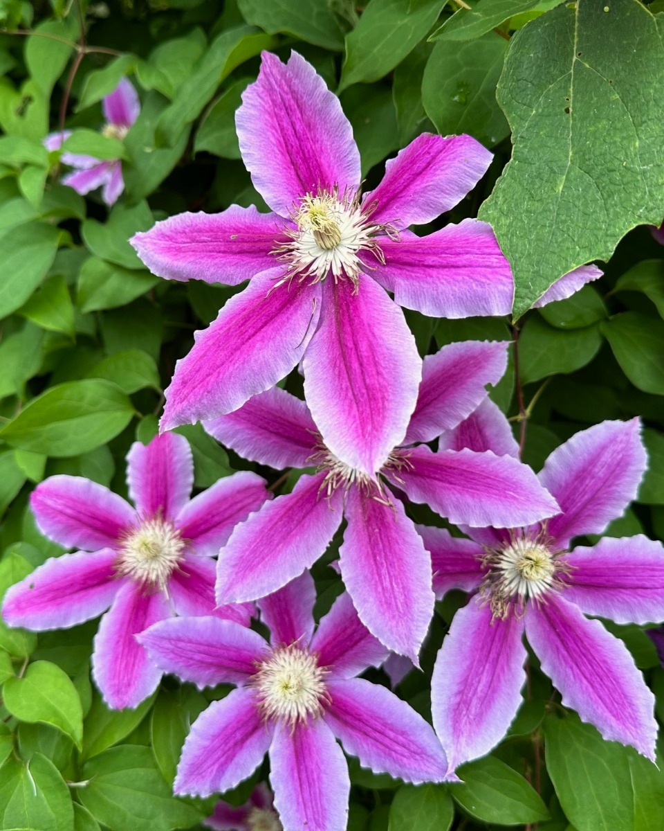 北海道の庭｜今週の花　今が盛りのクレマチス！