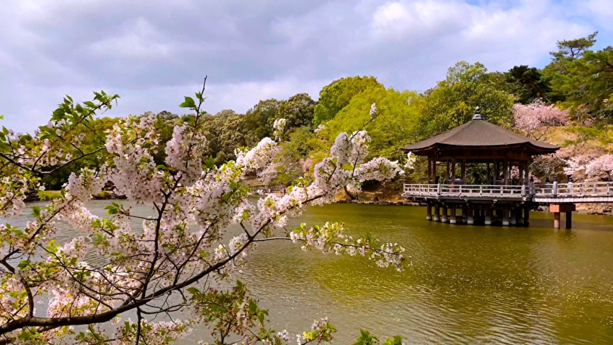 シカと桜の心なごむ春の奈良公園【奈良の桜2023｜奈良公園｜奈良市】