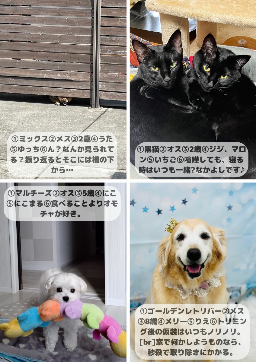 【ペットフォトコンテスト】我が家のペット／看板犬・猫 受賞作品紹介