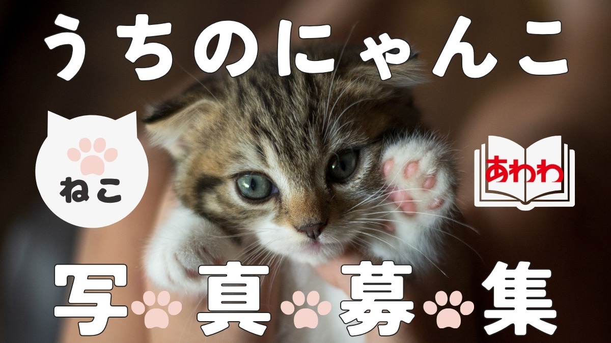 【徳島のにゃんこ集まれ！】かわいいペット・ねこの写真を募集しています【ペット写真募集】※9月27日（日）まで