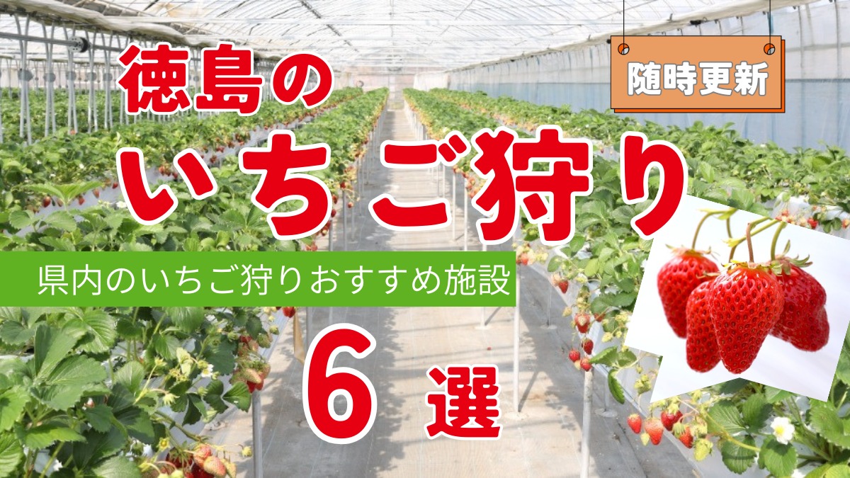 【2026最新版】徳島いちご狩りスポット・おすすめ6選！家族のおでかけ＆レジャーにぴったり