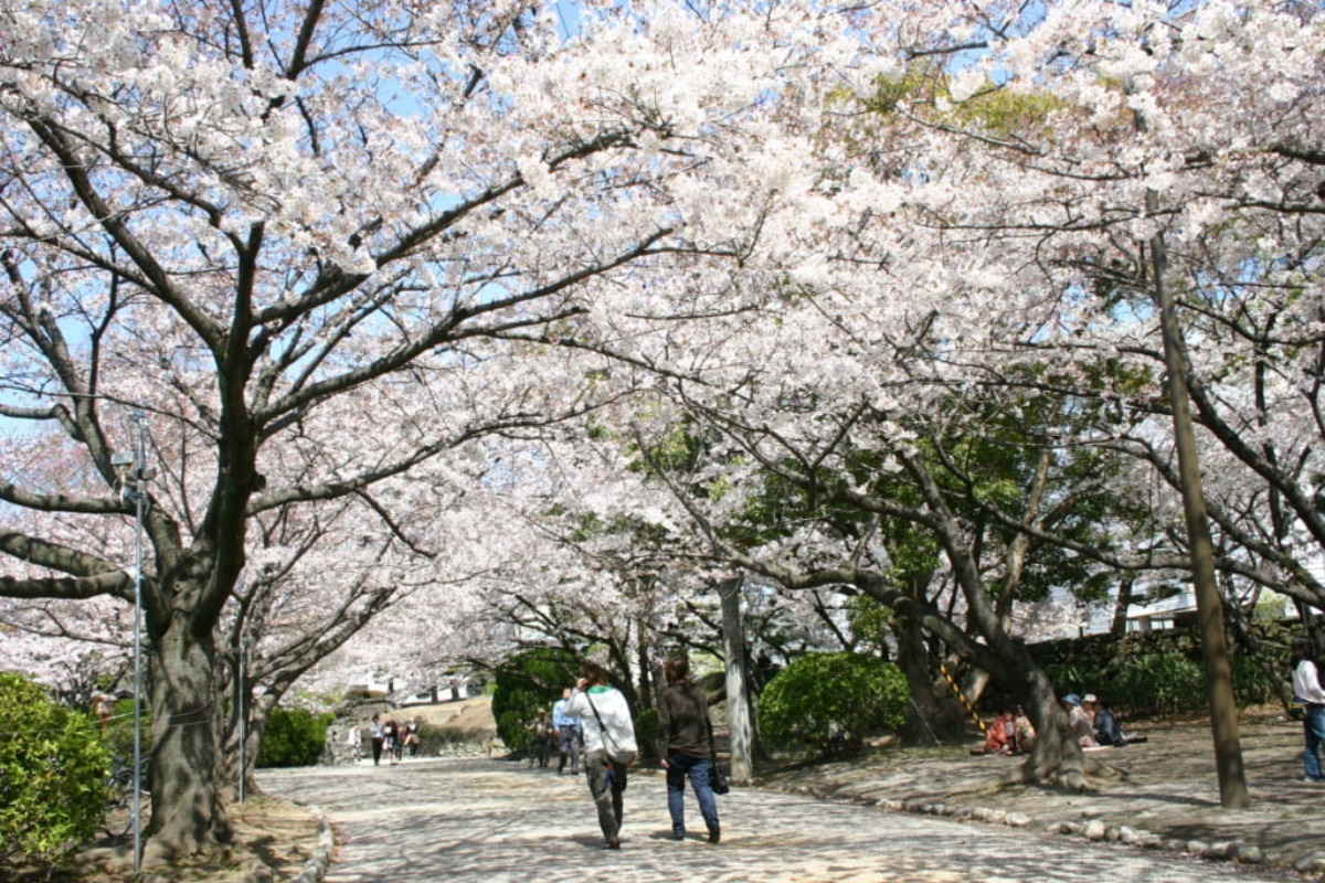 【2024年最新版】徳島のお花見スポット・桜の名所34選