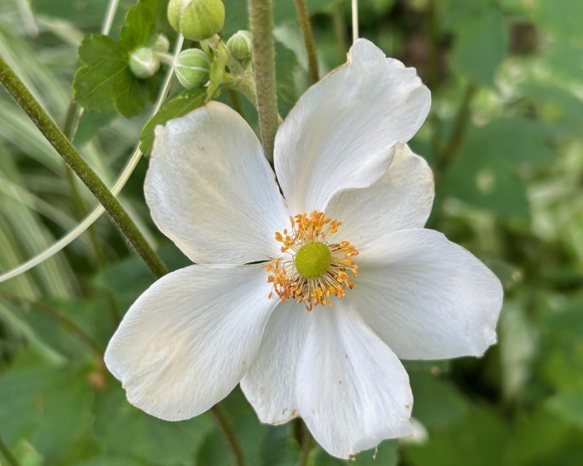 北海道の庭｜今週の花　センニンソウと秋の花