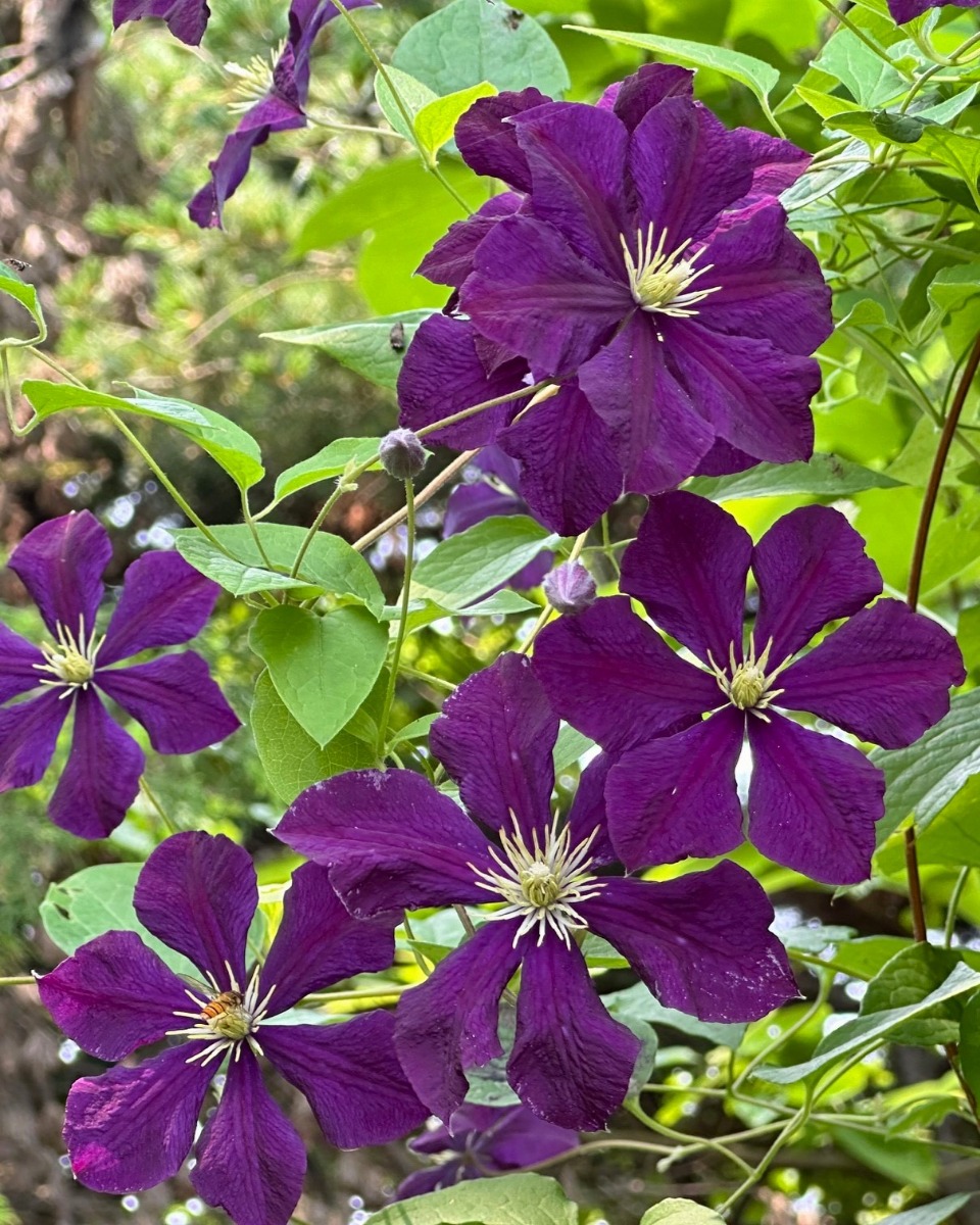 北海道の庭｜今週の花　今が盛りのクレマチス！