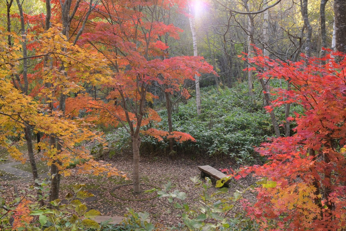 紅葉が見頃!札幌・滝野すずらん丘陵公園『たきの紅葉まつり』10/26(日)まで開催中!