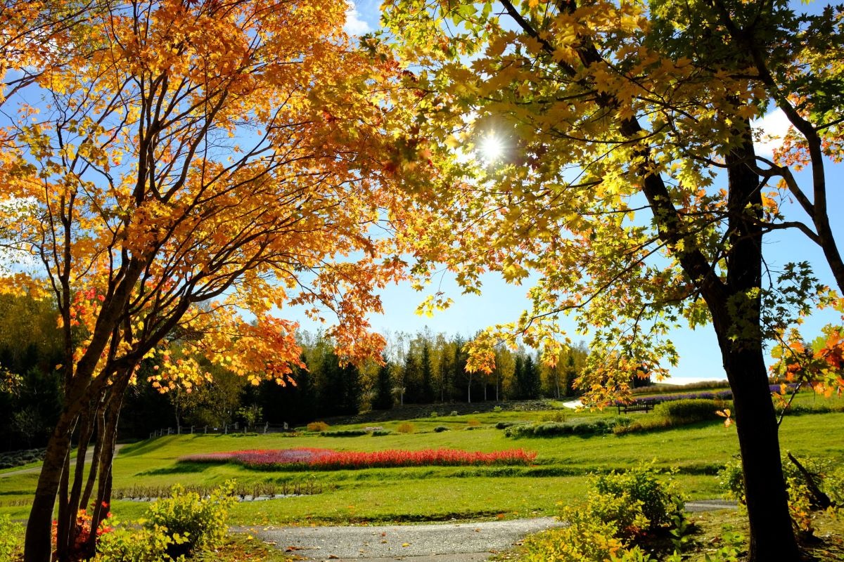  札幌・滝野公園の10月は紅葉が見ごろ！ 12日から「紅葉まつり」開催